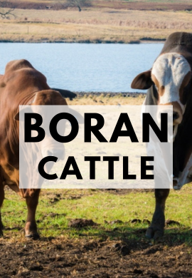 The Remarkable History of Boran Cattle in South Africa.